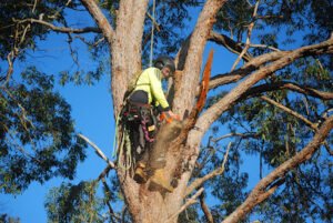 Glass House Mountains